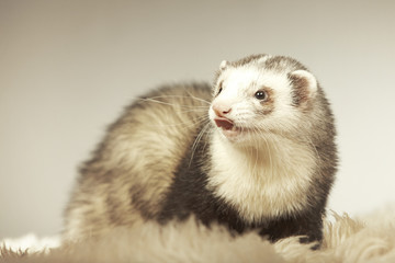 Fototapeta na wymiar Ferret male portrait on fur in studio