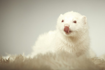 Albino ferret portrait in studio