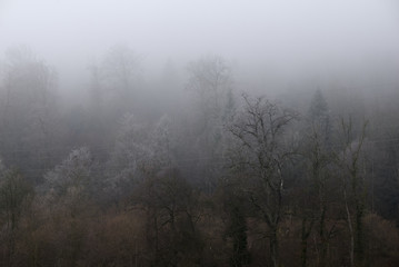 Naklejka premium Gefrohrener Baum im Nebelwald