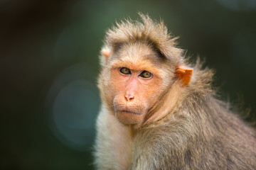 The bonnet macaque is a macaque endemic to southern India. Its distribution is limited by the Indian Ocean on three sides and the Godavari, Tapti Rivers along with a related species of rhesus macaque.