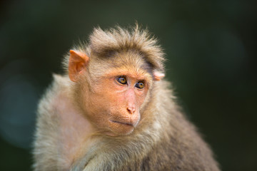 The bonnet macaque is a macaque endemic to southern India. Its distribution is limited by the Indian Ocean on three sides and the Godavari, Tapti Rivers along with a related species of rhesus macaque.