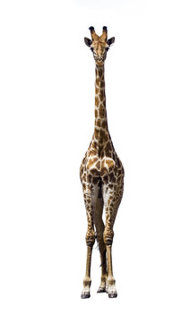 Giraffe isolated in white background