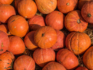 Pumpkin
