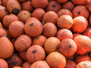 Pumpkin