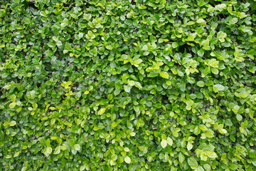 Fototapeta premium Green leaf.