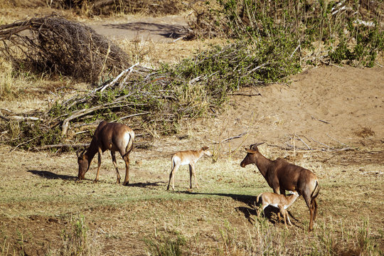 Common tsessebe in Kruger National park