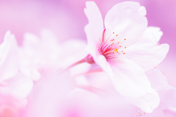 桜の花のマクロ画像