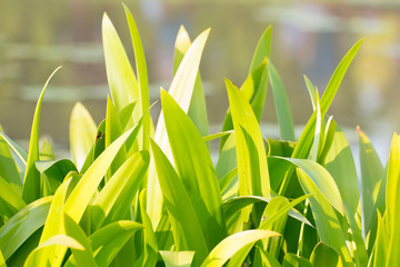 Fresh green leaf for background.