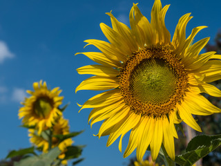Fototapeta premium Sunflowers