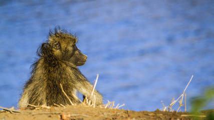 Chacma baboon in Kruger National park
