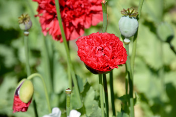 Rote Blüten und grüner Hintergrund