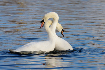 Mute Swan, cygnus olor