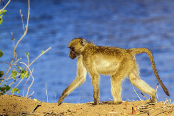 Chacma baboon in Kruger National park
