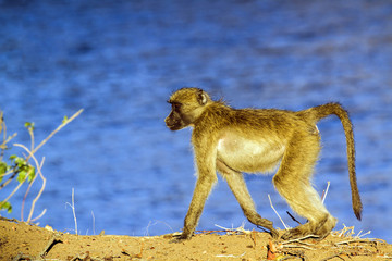 Chacma baboon in Kruger National park