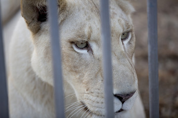 Lionne blanche