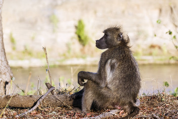 Chacma baboon in Kruger National park