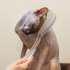 Naklejka premium naked cat