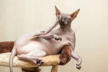 naked cat
