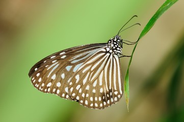 Fototapeta na wymiar Brown Butterfly