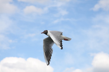 Seagulls