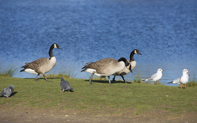 Canards, pigeons et mouettes en balade au bord d'un étang