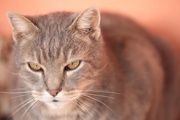 cat looking out of focus background
