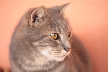 cat looking out of focus background
