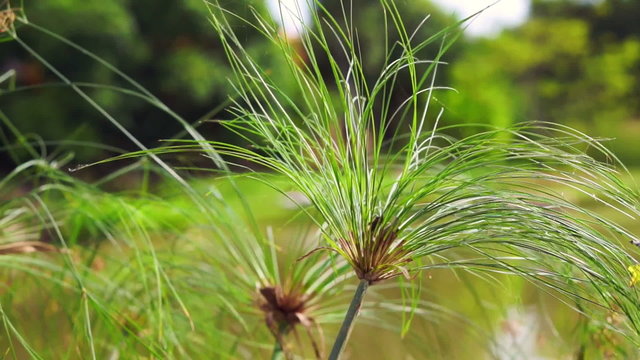 Papyrus tree plant in front of water pond