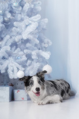 Border collie dog lying down on white Christmas lights