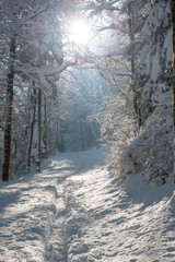 Snowy winter landscape in the mountains