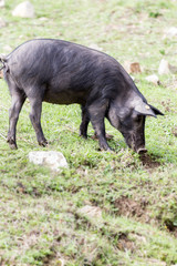 Iberian pig grazing on a Dehesa
