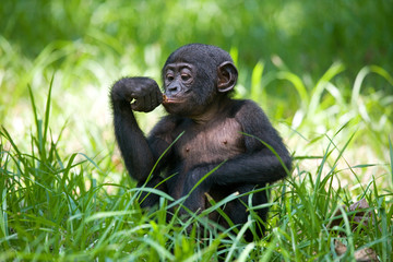Baby Bonobo sitting on the grass. Democratic Republic of Congo. Lola Ya BONOBO National Park. An excellent illustration.