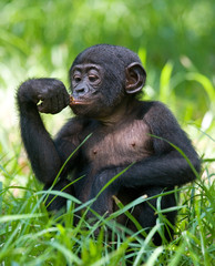 Baby Bonobo sitting on the grass. Democratic Republic of Congo. Lola Ya BONOBO National Park. An excellent illustration.