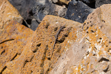 small lizard