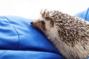Cute hedgehog