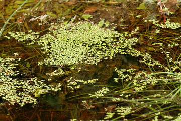 Duckweed