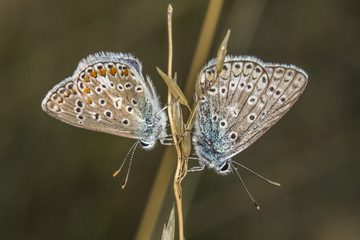 Hauhechelbläuling (Polaommatus icarus)