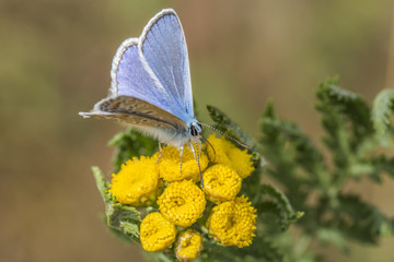 Hauhechelbläuling (Polaommatus icarus)