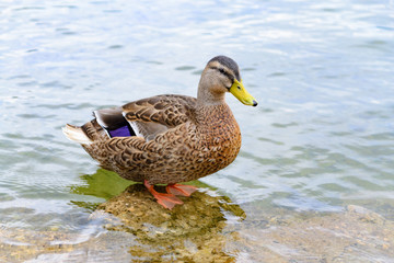 Female mallard duck 
