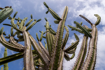 Green cactus, Madeira Portugal