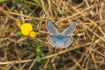 Hauhechelbläuling (Polaommatus icarus)
