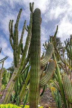 Green cactus, Madeira Portugal