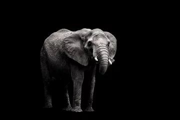 Photo sur Plexiglas Éléphant l& 39 éléphant