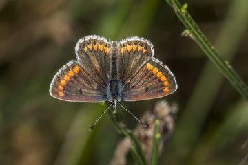 Hauhechelbläuling (Polaommatus icarus)