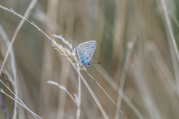 Hauhechelbläuling (Polaommatus icarus)