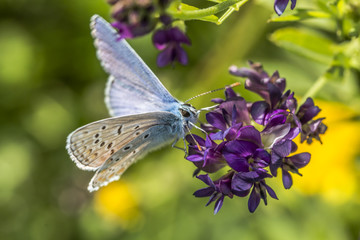 Hauhechelbläuling (Polaommatus icarus)