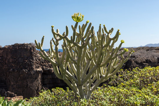  bush of Euphorbia balsamifera, tabaiba dulce, native to Canary Islands