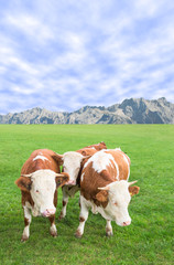 Fototapeta na wymiar Group of cows calves grazing against Alps mountains pasture land