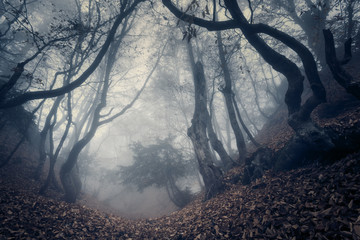 Spring forest in fog. Beautiful natural landscape. Vintage style