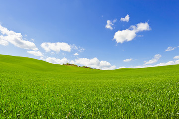 Fototapeta premium Meadows